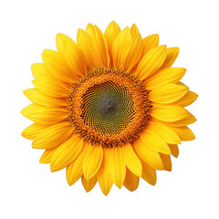 Fototapeta premium Bright yellow sunflower with detailed petals and seeds, showcasing natural beauty and vibrant colors in close up view