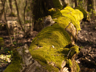 a carpet of moss completely covered the old fallen log