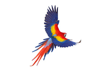 Colorful flying Scarlet Macaw parrot isolated on transparent background png file