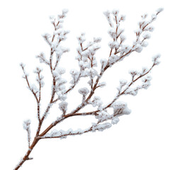 Delicate snowy branch art: A charming winter element on transparent background