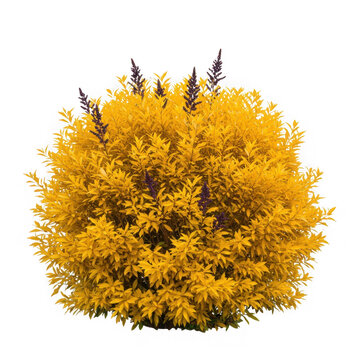 Isolated golden duranta shrub with purple flowers on a transparent background view