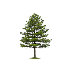 Obraz premium Isolated pine tree with green needles and a brown trunk on a transparent background