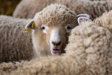 view of the sheep in the farm