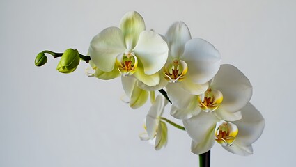 Elegant White Phalaenopsis Orchids in Bloom