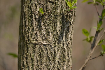 A close-up of Siebold's spindle tree (Euonymus sieboldianus) featuring red fruits and vivid green leaves in natural Korean forest habitat.