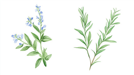 Fototapeta premium Watercolor illustration of delicate floral sprigs and green leaves with natural details