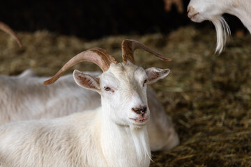 goats in the farm