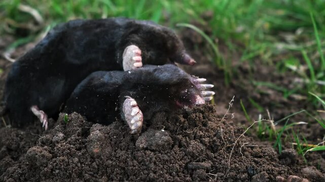 Moles mating. Two moles mate on the surface of a dug-out pile. Breeding season. Talpa europaea side view close-up. An animal with black fur. Garden pest concept. High quality 4k footage.