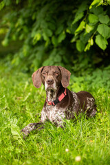 dog in the park