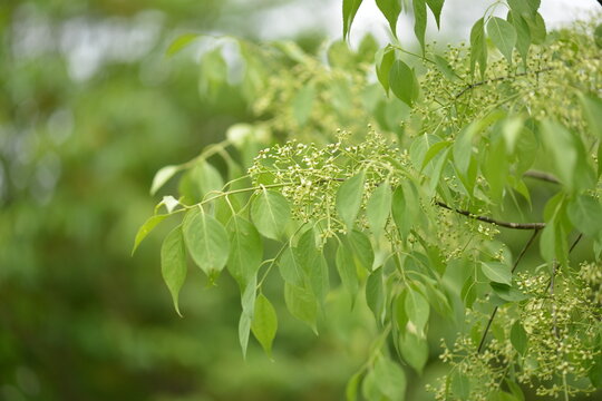 A close-up of Korean intermediate spindle tree (Euonymus oxyphyllus var. intermedius) showing soft green leaves and delicate flower buds in natural forest environment.