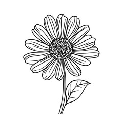 Line drawing of a daisy flower with leaves on white background  