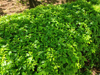 Obraz premium These are azalea leaves in summer.