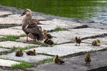 都心散歩　生まれたばかりのひなを見守る親ガモ