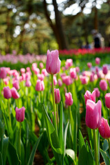チューリップ