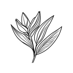 Line drawing of a bird of paradise plant with detailed leaves  