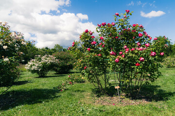 Fototapeta premium Rosier en fleurs – Roses rouge sous ciel bleu