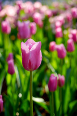 チューリップ