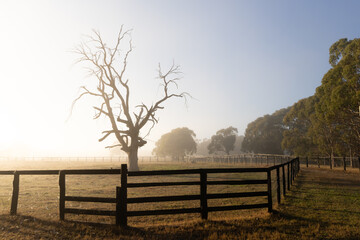 Foggy sunrise at Australian farm with bare tree and fence