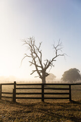 Fototapeta premium Sunlight through morning fog with a bare tree and wooden fence