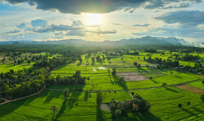 Endless green fields under the golden sunset