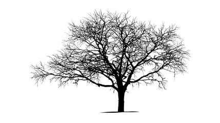 Obraz premium Tree outline simple black silhouette vector isolated on white background - 