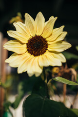Sunflower blooming in summer sunlight with dark background