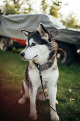 Alaskan malamute dog sitting on grass in stockholm, sweden