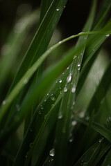 Raindrops Clinging to Green Blades of Grass