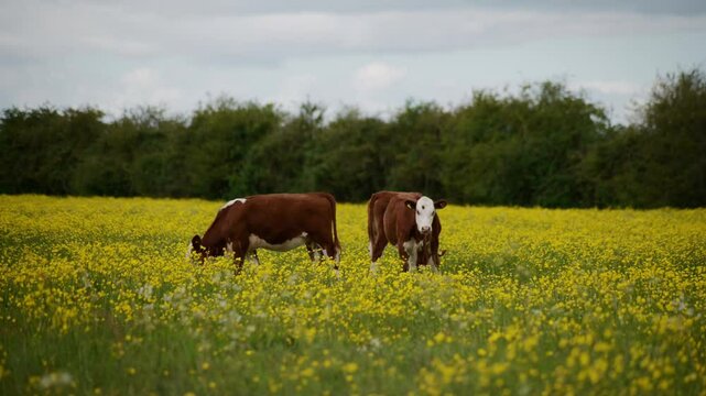 Cattle of cow grazing on the buttercup field.