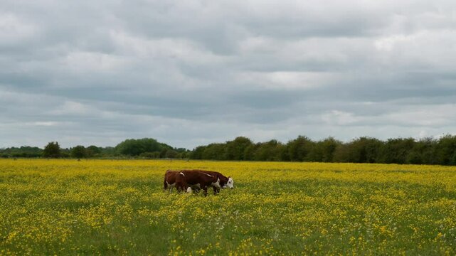 Cattle of cow walking and grazing on the buttercup field.