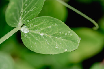 Closeup green beans leaf with drops of water after rain