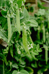 Close-up fresh green bean peas in the summer garden