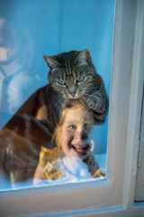 Little girl playing with and a ca on the windowsill
