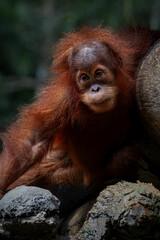 Portrait of the Baby Sumatran Orangutan