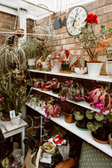 Indoor sunroom with potted plants in Great Massingham, UK