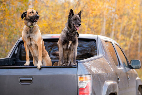 Two dogs sitting in the back of a truck