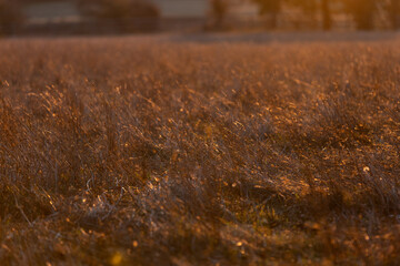 Golden sunrise reflecting on dry grass in a rural field