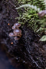 Wild mushrooms growing on wet mossy tree trunk in forest