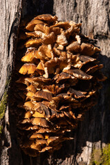 Splitgill Mushrooms growing on tree trunk in in bright sun