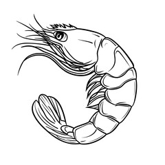 Obraz premium Linear illustration of shrimp sketch on a white background 