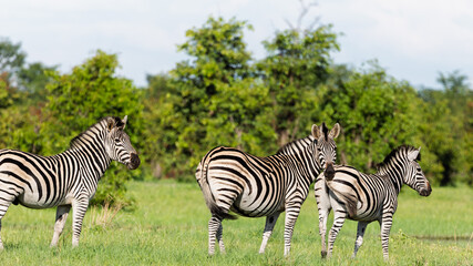 zebra in the savuti mopani forest 