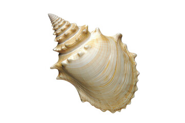 Obraz premium Stunning spiral seashell close up image isolated transparent background perfect for ocean themed designs