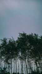 Pine tree leaves tilted to the right due to gusts of wind