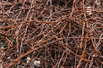 A high-resolution image of rusty, weathered barbed wire