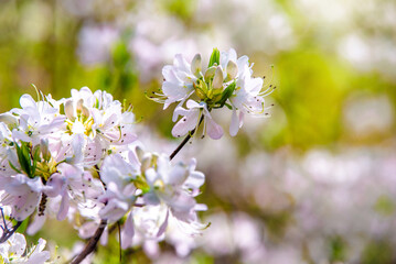 white, rhododendron blooms in the Botanical garden
