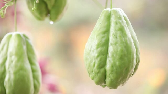 chayote on the tree, chayote in the farm
