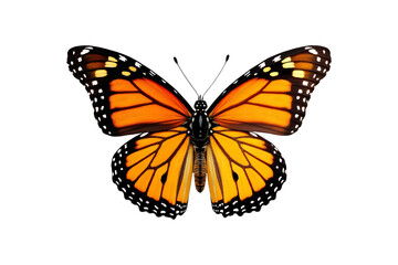 Butterfly with colorful wings flying on a white background in spring