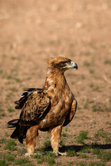 tawny eagle in kalahari 