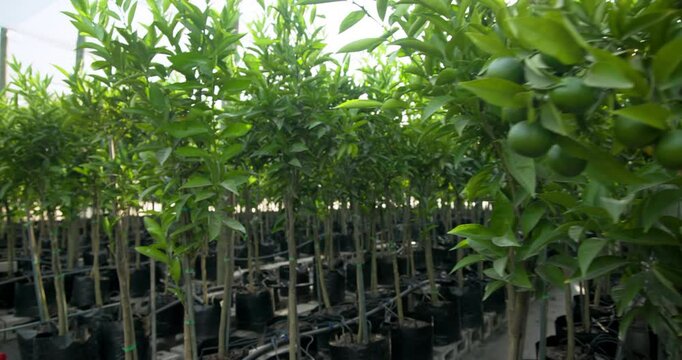 Sunlight shining through rows of young citrus trees in greenhouse nursery