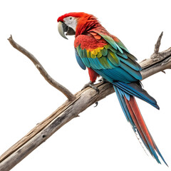 Fototapeta premium A vibrant full-body macaw parrot perched gracefully with colorful feathers and a lively posture.